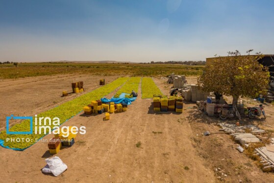 برداشت انگور در شهر تاکستان قزوین