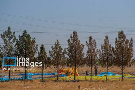 برداشت انگور در شهر تاکستان قزوین