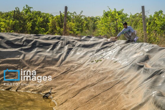 برداشت انگور در شهر تاکستان قزوین