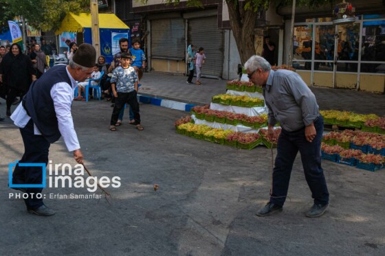 برداشت انگور در شهر تاکستان قزوین