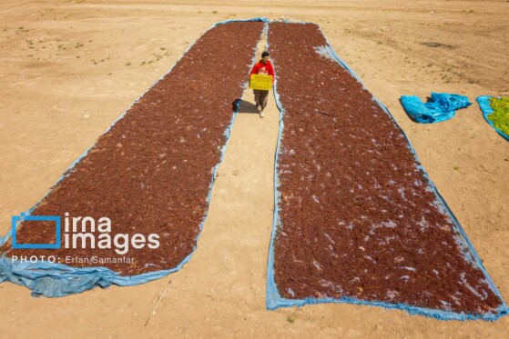 برداشت انگور در شهر تاکستان قزوین