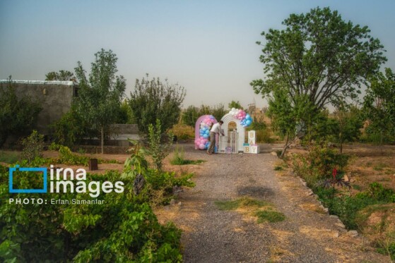 برداشت انگور در شهر تاکستان قزوین