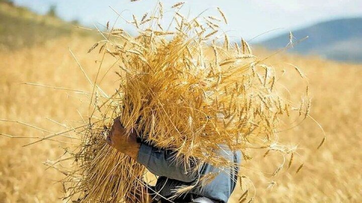قیمت خرید تضمینی گندم هفته آینده تعیین می شود