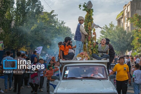 برداشت انگور در شهر تاکستان قزوین