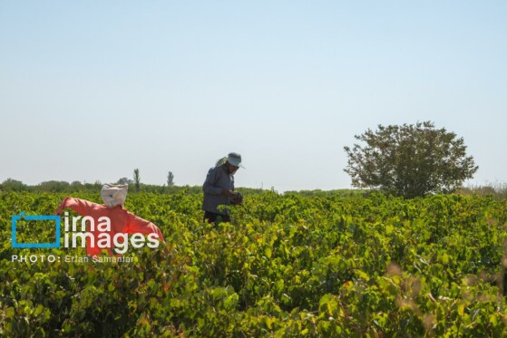 برداشت انگور در شهر تاکستان قزوین
