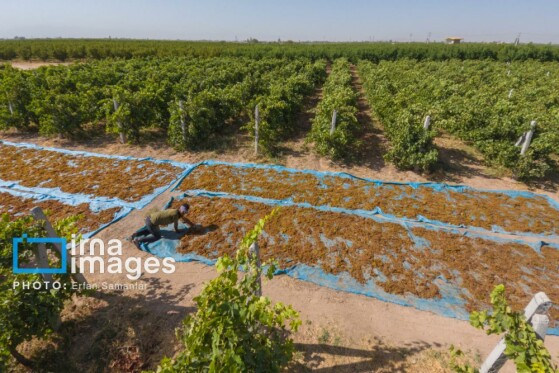 برداشت انگور در شهر تاکستان قزوین