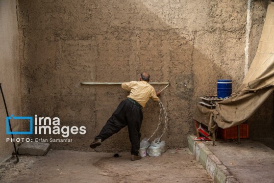 برداشت انگور در شهر تاکستان قزوین