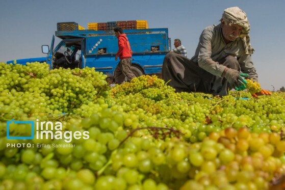 برداشت انگور در شهر تاکستان قزوین
