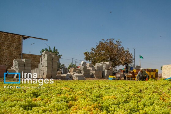 برداشت انگور در شهر تاکستان قزوین