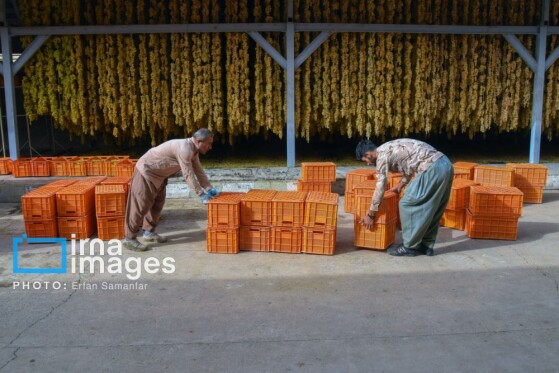 برداشت انگور در شهر تاکستان قزوین