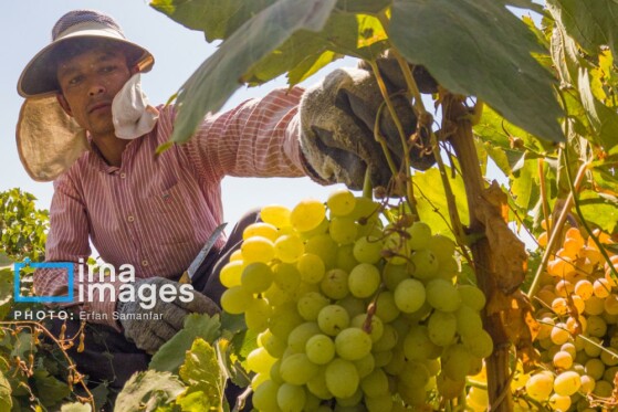 برداشت انگور در شهر تاکستان قزوین