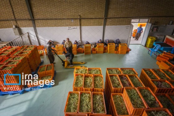 برداشت انگور در شهر تاکستان قزوین