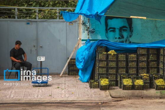 برداشت انگور در شهر تاکستان قزوین