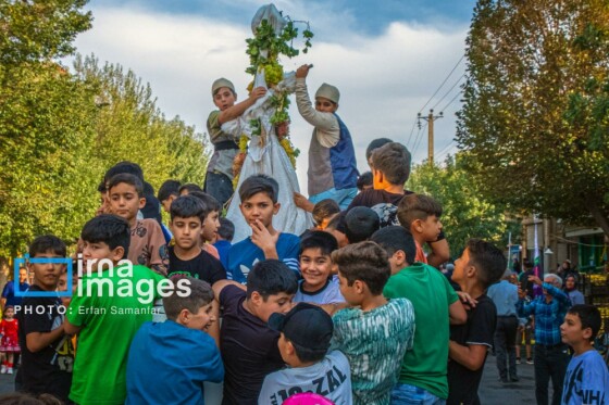 برداشت انگور در شهر تاکستان قزوین