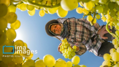 گزارش تصویری/ برداشت انگور در شهر تاکستان قزوین