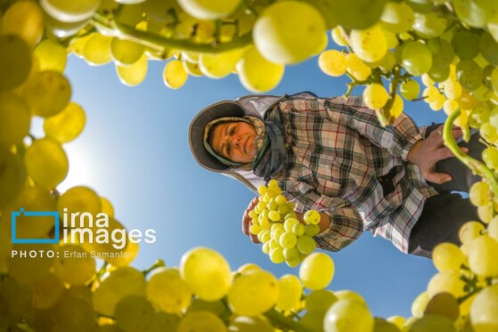 برداشت انگور در شهر تاکستان قزوین