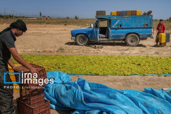 برداشت انگور در شهر تاکستان قزوین
