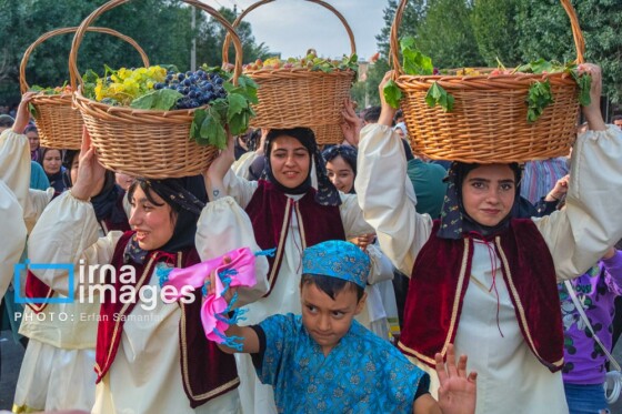 برداشت انگور در شهر تاکستان قزوین