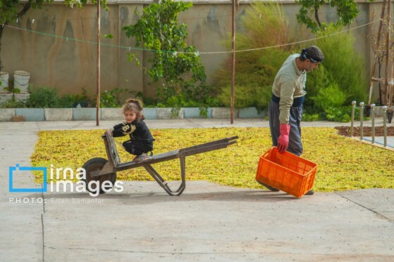 برداشت انگور در شهر تاکستان قزوین