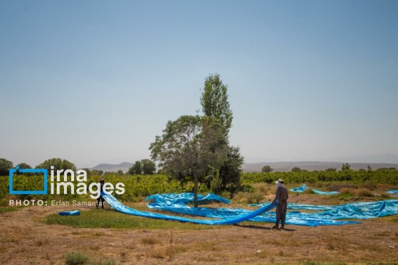 برداشت انگور در شهر تاکستان قزوین