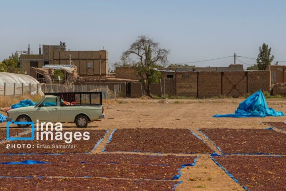 برداشت انگور در شهر تاکستان قزوین