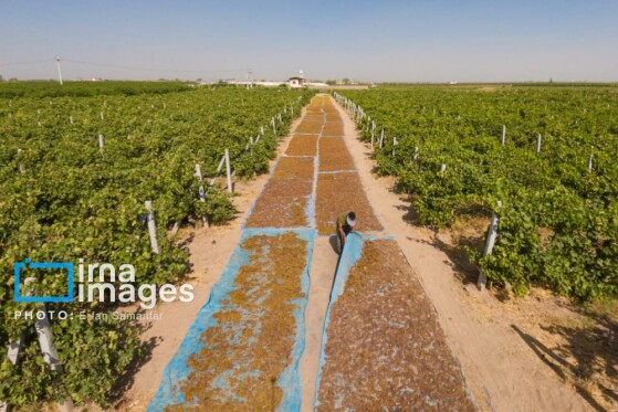 برداشت انگور در شهر تاکستان قزوین