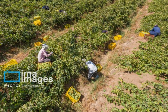 برداشت انگور در شهر تاکستان قزوین