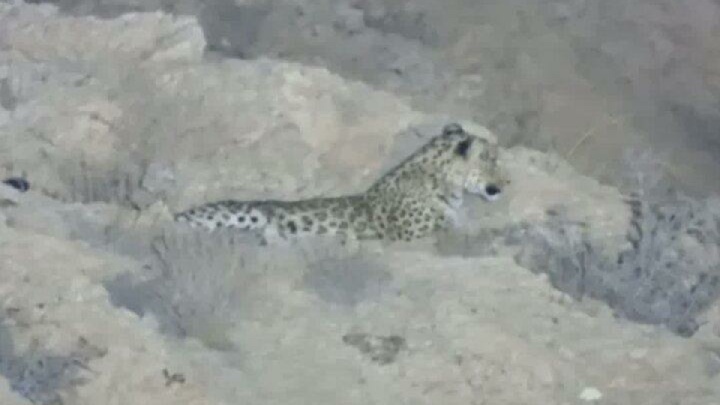 تصویربرداری از یک قلاده پلنگ در ارتفاعات شاهرود