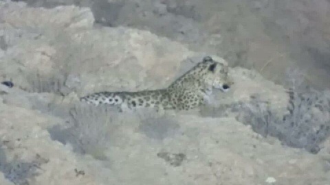 تصویربرداری از یک قلاده پلنگ در ارتفاعات شاهرود