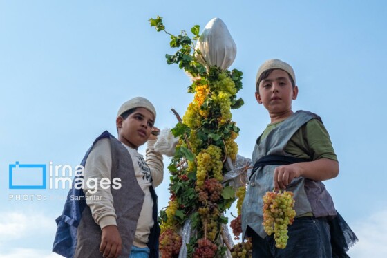 برداشت انگور در شهر تاکستان قزوین