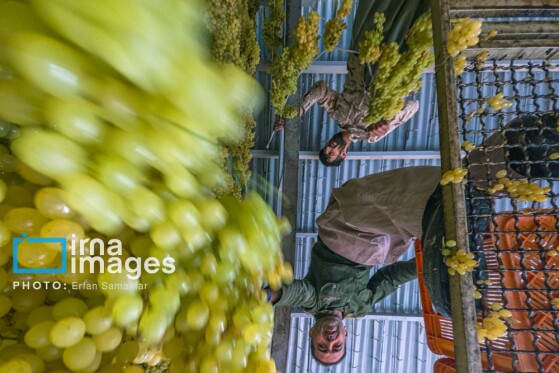 برداشت انگور در شهر تاکستان قزوین