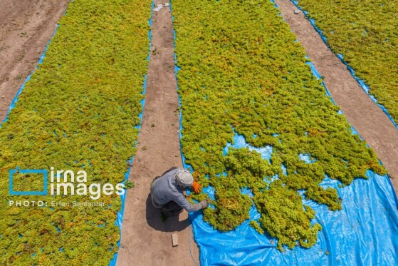 برداشت انگور در شهر تاکستان قزوین