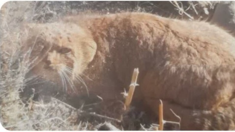 مشاهده گربه پالاس در منطقه حفاظت‌شده باقران بیرجند