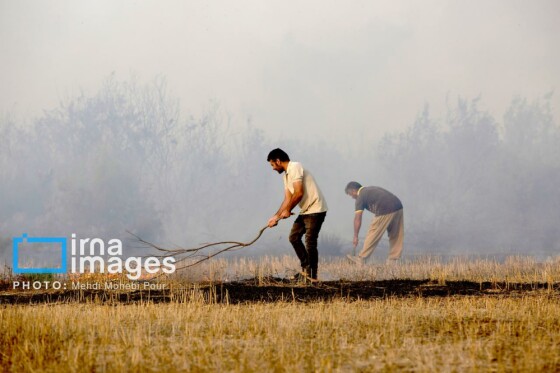 آتش سوزی در «تالاب میانکاله»