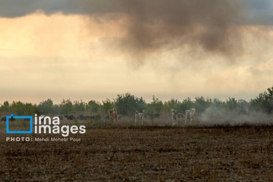 آتش سوزی در «تالاب میانکاله»