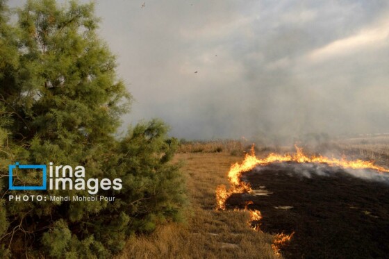 آتش سوزی در «تالاب میانکاله»