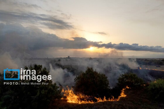 آتش سوزی در «تالاب میانکاله»
