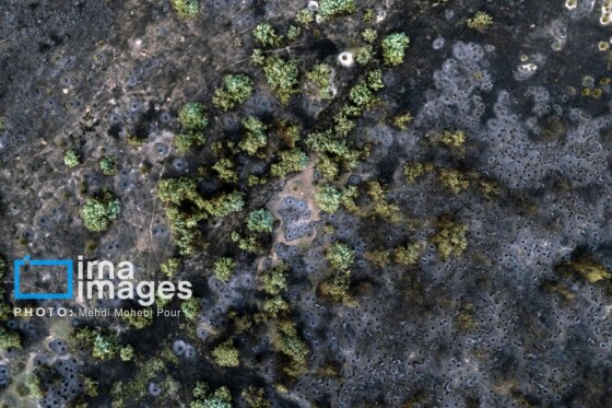 آتش سوزی در «تالاب میانکاله»