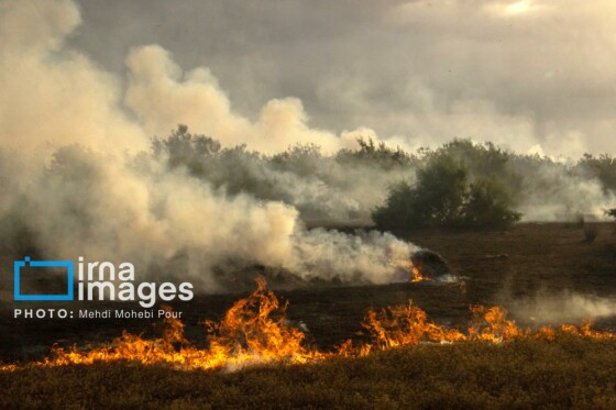 آتش سوزی در «تالاب میانکاله»