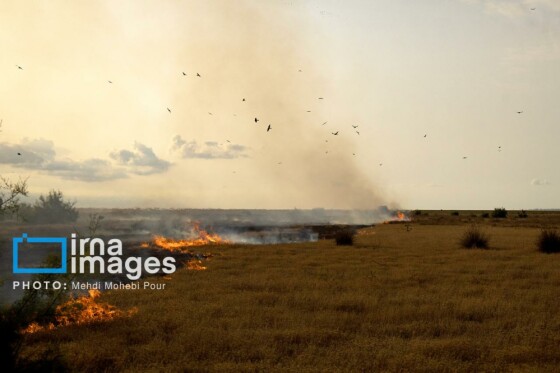 آتش سوزی در «تالاب میانکاله»