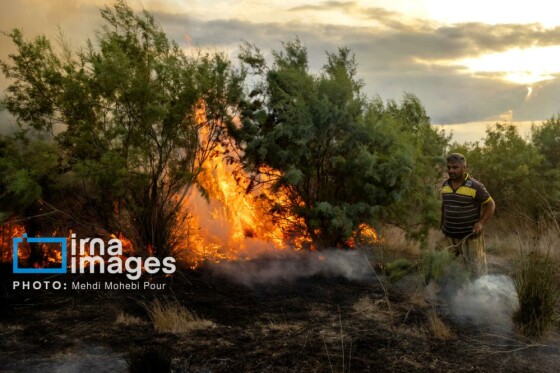 آتش سوزی در «تالاب میانکاله»