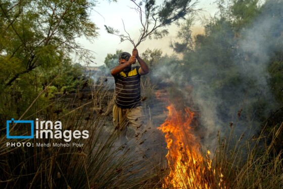 آتش سوزی در «تالاب میانکاله»