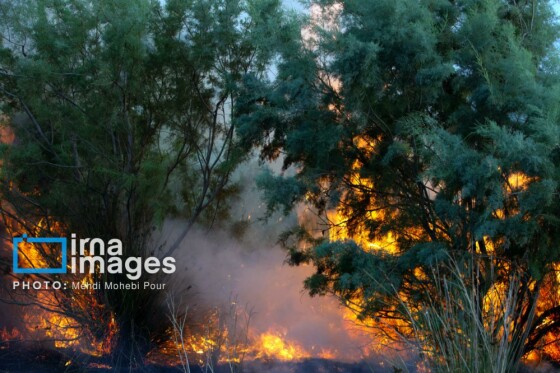 آتش سوزی در «تالاب میانکاله»