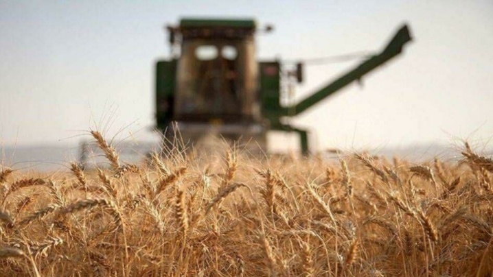 ۳۲۰۶ میلیارد تومان مطالبات گندمکاران پرداخت شد