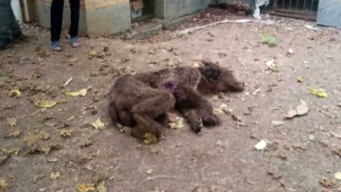 تلف شدن دو قلاده خرس قهوه‌ای