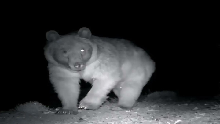 ۲ قلاده خرس در آمل تلف شد