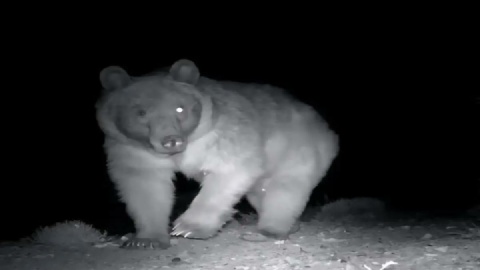 ۲ قلاده خرس در آمل تلف شد