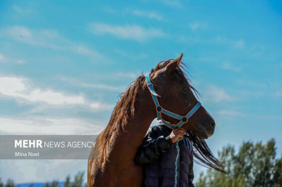 رقابت کورس اسب‌ دوانی در سیزدهمین جام ستارخان