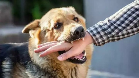 ثبت ۲۰ هزار حیوان‌گزیدگی در گلستان