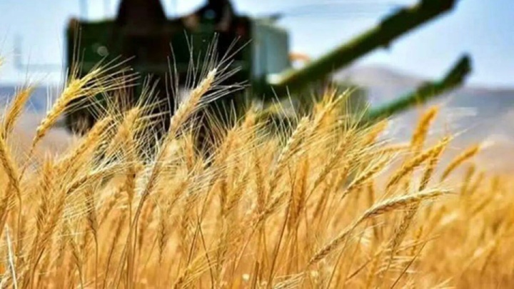 مطالبات ۹ ماهه واردکنندگان غلات همچنان بلاتکلیف